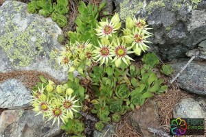 sempervivum grandiflorum